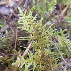 Thuidiopsis sparsa