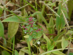 Rotala biglandulosa