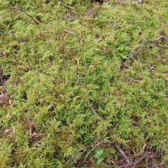 Thuidiopsis sparsa