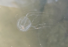 Tripedalia cystophora