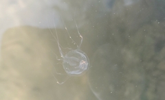 Tripedalia cystophora