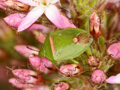 Ocirrhoe unimaculata