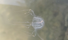 Tripedalia cystophora