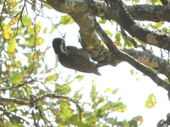 Chloropicus namaquus