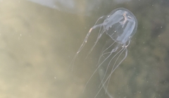 Tripedalia cystophora