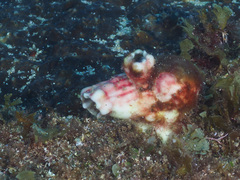 Cnemidocarpa stolonifera