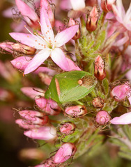 Ocirrhoe unimaculata