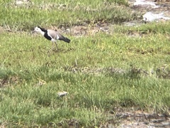 Vanellus crassirostris