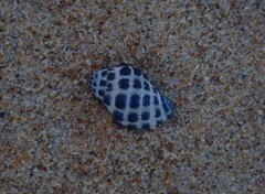 Tenguella marginalba