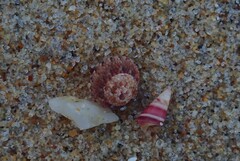 Cantharidella picturata