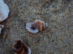 Turritriton labiosus