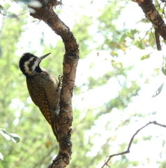 Chloropicus namaquus