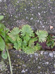 Alchemilla australis
