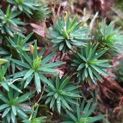 Dawsonia longiseta