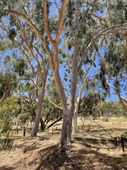 Corymbia citriodora
