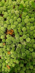 Sphagnum cristatum