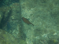 Pempheris klunzingeri