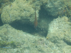 Pempheris klunzingeri