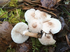 Cystoderma carcharias