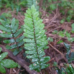Pellaea falcata