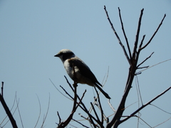 Eurocephalus anguitimens