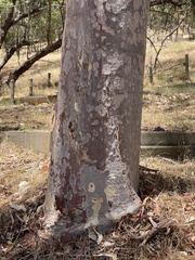 Corymbia citriodora