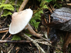 Cystoderma carcharias