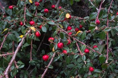Cotoneaster × suecicus