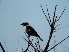 Eurocephalus anguitimens