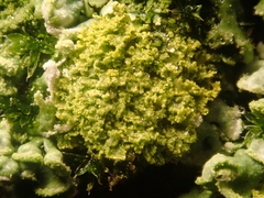 Phaeophyscia nigricans
