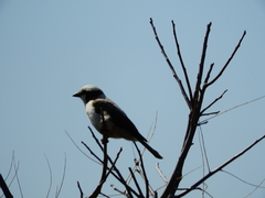 Eurocephalus anguitimens