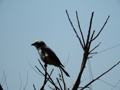 Eurocephalus anguitimens