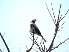 Eurocephalus anguitimens