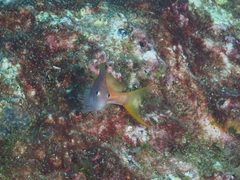 Cyprinocirrhites polyactis