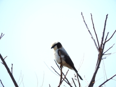 Eurocephalus anguitimens