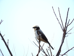 Eurocephalus anguitimens