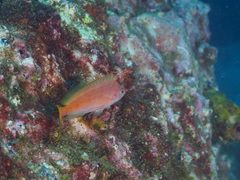 Cyprinocirrhites polyactis