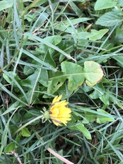 Taraxacum formosanum