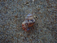 Turritriton labiosus