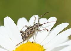 Pempsamacra dispersa