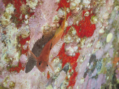 Cyprinocirrhites polyactis