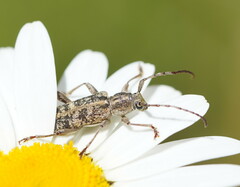 Pempsamacra dispersa