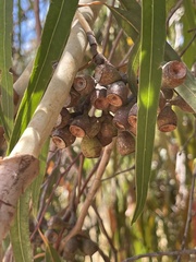 Corymbia citriodora