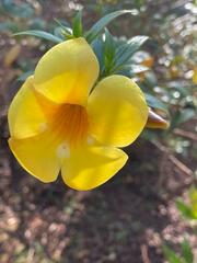 Allamanda