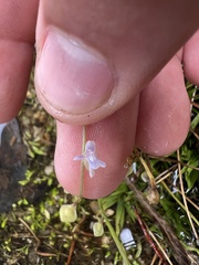 Utricularia uliginosa