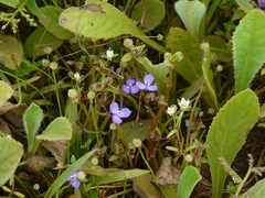 Murdannia pauciflora
