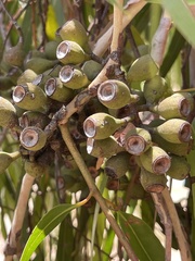 Corymbia citriodora