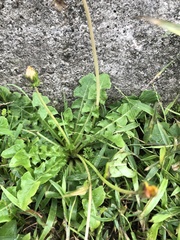 Taraxacum formosanum