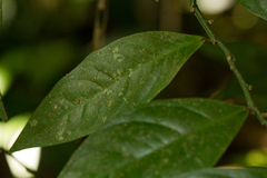 Heisteria acuminata