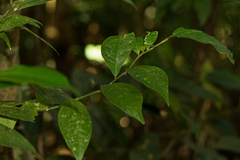 Heisteria acuminata